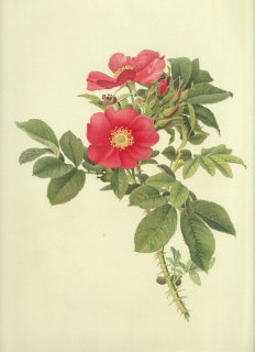 1911ǯ Willmott The Genus Rosa Х Х° ROSA CALOCARPA
