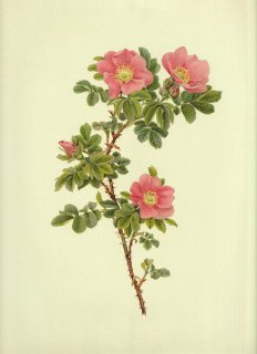 1911年 Willmott The Genus Rosa バラ科 バラ属 ROSA WARLEYENSIS