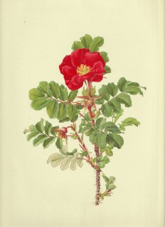 1911年 Willmott The Genus Rosa バラ科 バラ属 ハマナス ROSA RUGOSA Thunb