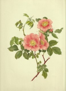 1911年 Willmott The Genus Rosa バラ科 バラ属 ROSA LAXA Retz