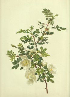 1911年 Willmott The Genus Rosa バラ科 バラ属 ROSA SERICEA Lindl