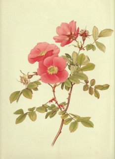 1911年 Willmott The Genus Rosa バラ科 バラ属 ROSA MACROPHYLLA Lindl