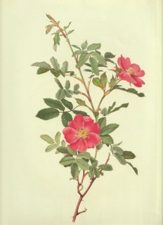 1911年 Willmott The Genus Rosa バラ科 バラ属 タカネバラ ROSA ACICULARIS var. NIPPONENSIS Koehne