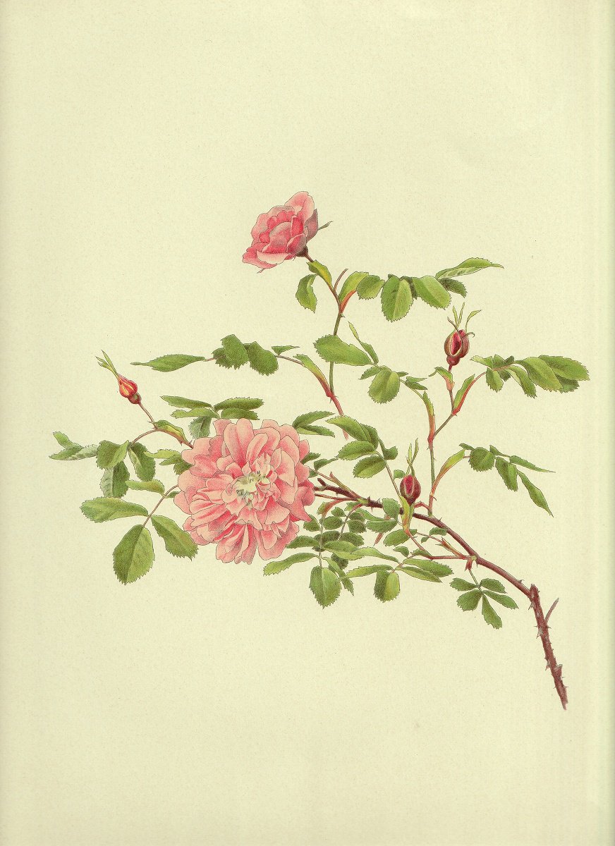 1911年 Willmott The Genus Rosa バラ科 バラ属 ROSA CINNAMOMEA FL. PL. - アンティークプリント  博物画 ボタニカルアートの通販サイト Spirito di Artigiano