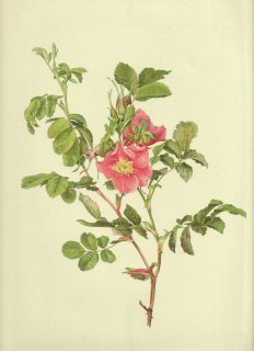 1911年 Willmott The Genus Rosa バラ科 バラ属 シナモンローズ ROSA CINNAMOMEA Linn