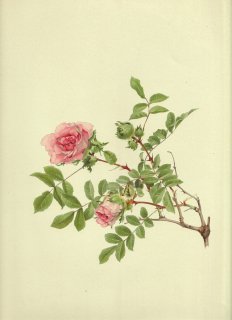 1911年 Willmott The Genus Rosa バラ科 バラ属 イザヨイバラ ROSA MICROPHYLLA Roxb