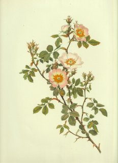 1910年 Willmott The Genus Rosa バラ科 バラ属 ROSA STYLOSA Desv