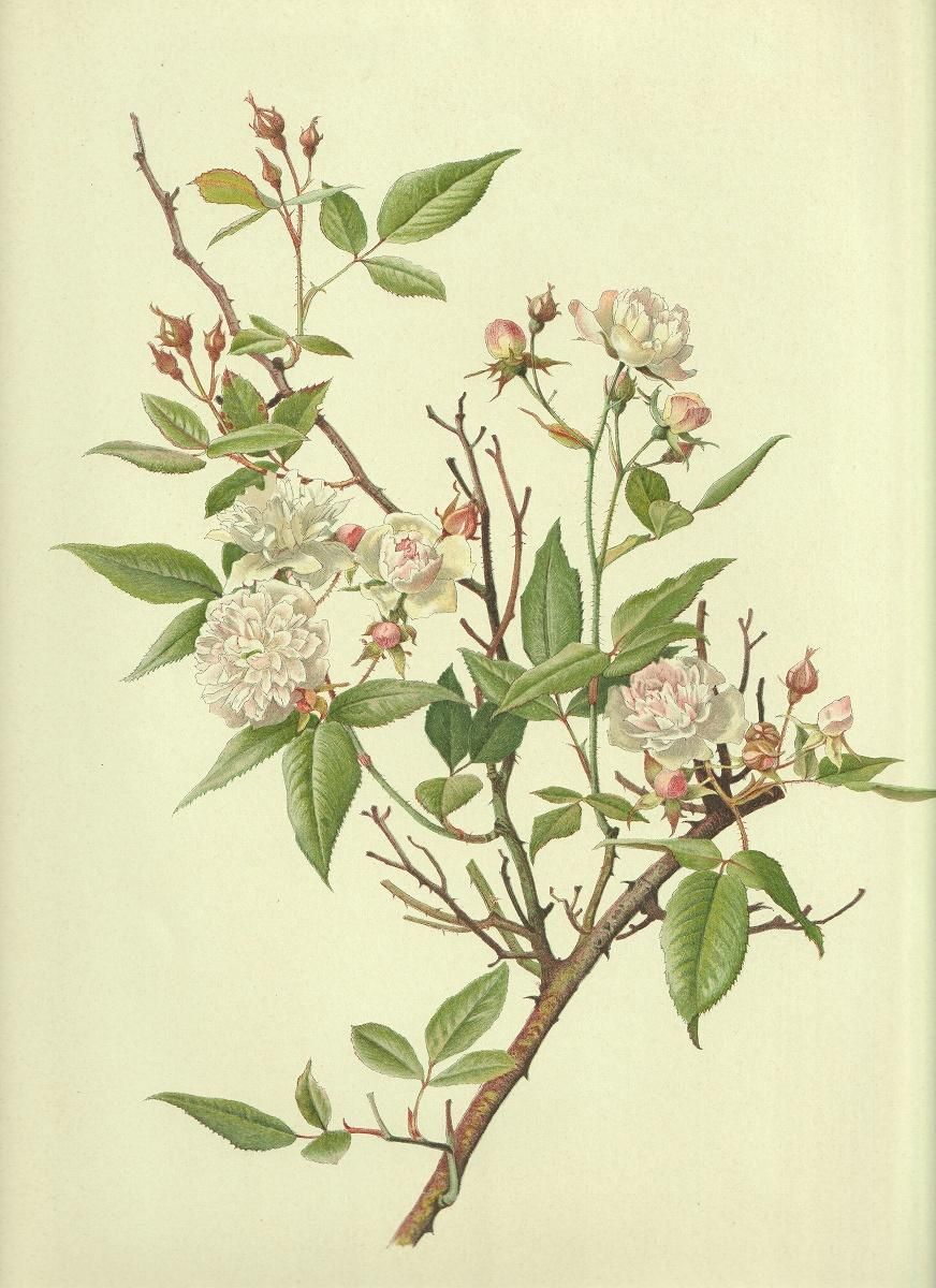 1910年 Willmott The Genus Rosa バラ科 バラ属 ROSA