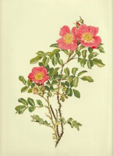 1910年 Willmott The Genus Rosa バラ科 バラ属 レディダンカン ROSA JACKSONI Hort
