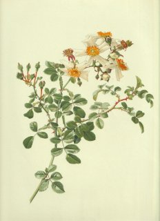 1910年 Willmott The Genus Rosa バラ科 バラ属 テリハノイバラ ROSA WICHURAIANA Crep