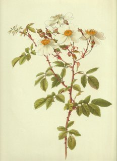 1910年 Willmott The Genus Rosa バラ科 バラ属 ROSA ARVENSIS Huds
