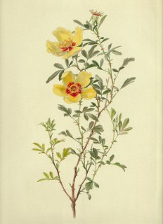 1910ǯ Willmott The Genus Rosa Х Х° ROSA HARDII Cels