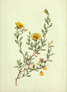 1910年 Willmott The Genus Rosa バラ科 バラ属 ROSA PERSICA Michx