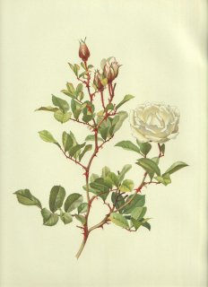 1911年 Willmott The Genus Rosa バラ科 バラ属 ROSA LAEVIGATA x BRACTEATA