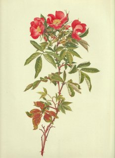 1911年 Willmott The Genus Rosa バラ科 バラ属 ROSA CAROLINA L