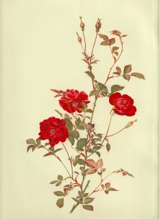 1911年 Willmott The Genus Rosa バラ科 バラ属 スレイターズ・クリムゾン・チャイナ ROSA CHINENSIS var. SEMPERFLORENS Koehne