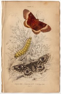 1836年 JARDINE NATURALIST'S LIBRARY 昆虫学 Pl.17 ヤママユガ科 ヒメクジャクヤママユ カレハガ科 ヨーロッパクヌギカレハ