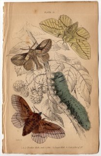1836年 JARDINE NATURALIST'S LIBRARY 昆虫学 Pl.18 カレハガ科 ヨシカレハ ヒロバカレハ