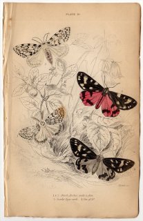 1836年 JARDINE NATURALIST'S LIBRARY 昆虫学 Pl.19 トモエガ科 ノンネマイマイ シタベニヒトリ