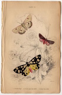 1836年 JARDINE NATURALIST'S LIBRARY 昆虫学 Pl.20 トモエガ科 モンヘリアカヒトリ クリームスポットタイガーモス アマヒトリ