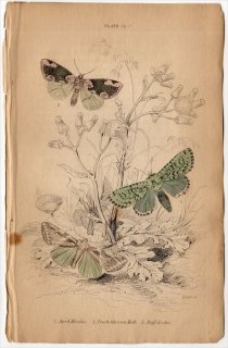 1836年 JARDINE NATURALIST'S LIBRARY 昆虫学 Pl.23 ヤガ科 グリポシア属 カギバガ科 モントガリバ アヤトガリバ
