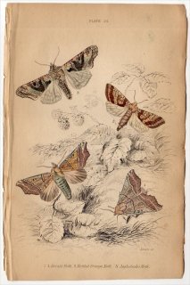 1836年 JARDINE NATURALIST'S LIBRARY 昆虫学 Pl.24 トモエガ科 ハガタキリバ ヤガ科 2種