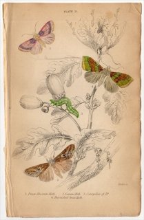 1836年 JARDINE NATURALIST'S LIBRARY 昆虫学 Pl.25 ヤガ科 ガマキンウワバ エゾヒサゴキンウワバ