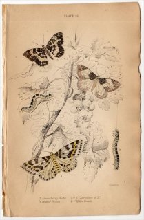 1836年 JARDINE NATURALIST'S LIBRARY 昆虫学 Pl.28 トモエガ科 スグリシロエダシャク シャクガ科 イチゴナミシャクなど3種