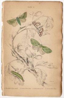 1836年 JARDINE NATURALIST'S LIBRARY 昆虫学 Pl.29 ツトガ科 ニンフラ属 コブガ科 プセウドイプス属