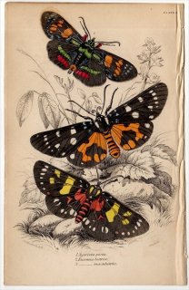 1843年 JARDINE NATURALIST'S LIBRARY 昆虫学 Pl.2 ヤガ科 アガリスタ属 エピステメ属 3種