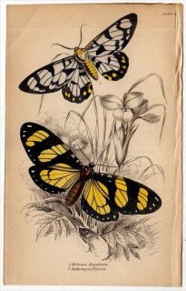 1843年 JARDINE NATURALIST'S LIBRARY 昆虫学 Pl.4 シャクガ科 パプアトラシャク トモエガ科 ノトフィソン属
