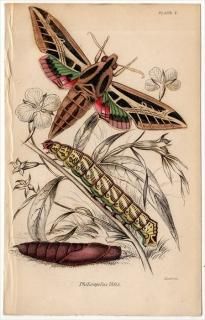 1843ǯ JARDINE NATURALIST'S LIBRARY  Pl.7 ᥬ ե° Х󥹥ե󥯥 Philampelus Vitis