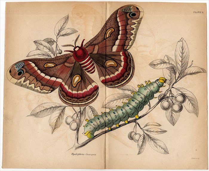 1843年 JARDINE NATURALIST'S LIBRARY 昆虫学 Pl.11 ヤママユガ科 ヒアロフォラ属 セクロピアサン  Hyalophora Cecropia - アンティークプリント 博物画 ボタニカルアートの通販サイト Spirito di Artigiano