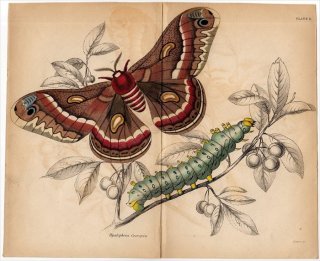 1843年 JARDINE NATURALIST'S LIBRARY 昆虫学 Pl.11 ヤママユガ科 ヒアロフォラ属 セクロピアサン Hyalophora Cecropia