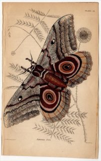 1843年 JARDINE NATURALIST'S LIBRARY 昆虫学 Pl.13 ヤママユガ科 ギナニサ属 マヤヤママユ