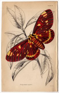 1843年 JARDINE NATURALIST'S LIBRARY 昆虫学 Pl.18 ヤママユガ科 キテロニア属 リーガルモス Dorycampa regalis