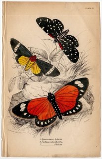 1843年 JARDINE NATURALIST'S LIBRARY 昆虫学 Pl.23 トモエガ科 コンポシア属 カリアチス属 シャクガ科 スコプラ属