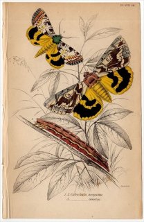 1843年 JARDINE NATURALIST'S LIBRARY 昆虫学 Pl.26 トモエガ科 カトカラ属 2種