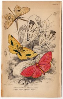 1843年 JARDINE NATURALIST'S LIBRARY 昆虫学 Pl.29 ヤママユガ科 アステニア属 シャクガ科 マクロテス属 キサントチペ属 エウメレア属