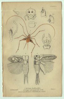 1853年 JARDINE NATURALIST'S LIBRARY 昆虫学 Pl.6 コオロギ科 アンフィアクスタ属 Acheta Arachnoides