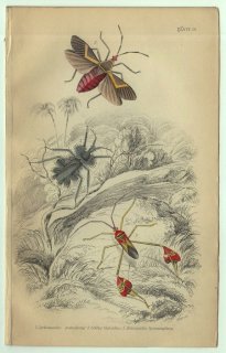 1853年 JARDINE NATURALIST'S LIBRARY 昆虫学 Pl.20 ヘリカメムシ科 ペフリクス属 コッスチア属 アニソスケリス属