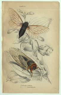 1853年 JARDINE NATURALIST'S LIBRARY 昆虫学 Pl.21 セミ科 チビケン属 マギキカダ属 ジュウシチネンゼミ 周期ゼミ