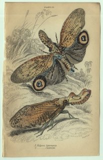 1853年 JARDINE NATURALIST'S LIBRARY 昆虫学 Pl.22 ビワハゴロモ科 フルゴラ属 2種 ユカタンビワハゴロモ