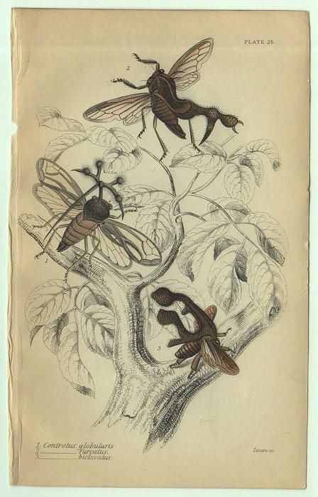 1853年 JARDINE NATURALIST'S LIBRARY 昆虫学 Pl.25 ツノゼミ科 1853年 JARDINE NATURALIST'S LIBRARY 昆虫学 Pl.25 ツノゼミ科
