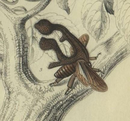 1853年 JARDINE NATURALIST'S LIBRARY 昆虫学 Pl.25 ツノゼミ科 1853年 JARDINE NATURALIST'S LIBRARY 昆虫学 Pl.25 ツノゼミ科