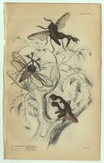 1853年 JARDINE NATURALIST'S LIBRARY 昆虫学 Pl.25 ツノゼミ科 ボキディウム属 ヨツコブツノゼミ オルトベルス属 クラドノタ属 3種