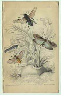 1853年 JARDINE NATURALIST'S LIBRARY 昆虫学 Pl.30 トビゲラ科 ツマグロトビケラ属 コンボウハバチ科 キイロモモブトハバチ ハバチ科 カブラハバチ属