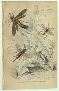 1853年 JARDINE NATURALIST'S LIBRARY 昆虫学 Pl.31 キバチ科 モミノオオキバチ ヒラアシキバチ属 ヒメバチ科 カブラヤガヤドリヒメバチ