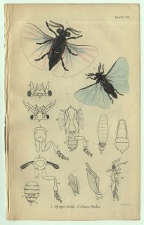 1853年 JARDINE NATURALIST'S LIBRARY 昆虫学 Pl.33 ハチネジレバネ科 スティロプス属  Xenidae イクセノス属