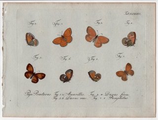 1796年 Jablonsky 昆虫の自然体系 Tab.186 タテハチョウ科 ヒメヒカゲ属 キイロヒメヒカゲ トゥリアヒメヒカゲ チャイロヒメヒカゲ